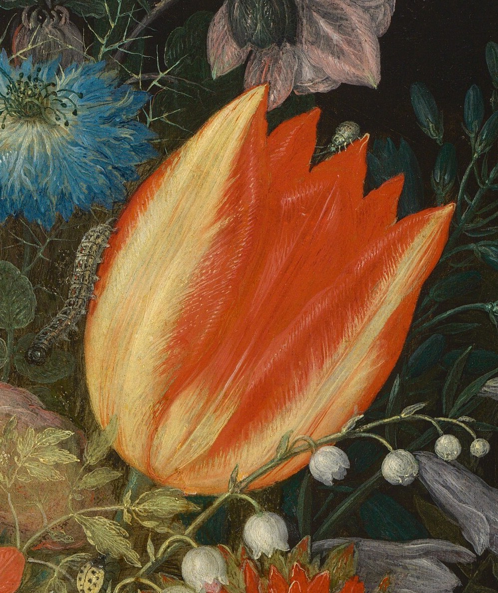 The intense color and sharp edges of this tulip draw the eye, highlighting its ephemeral beauty.