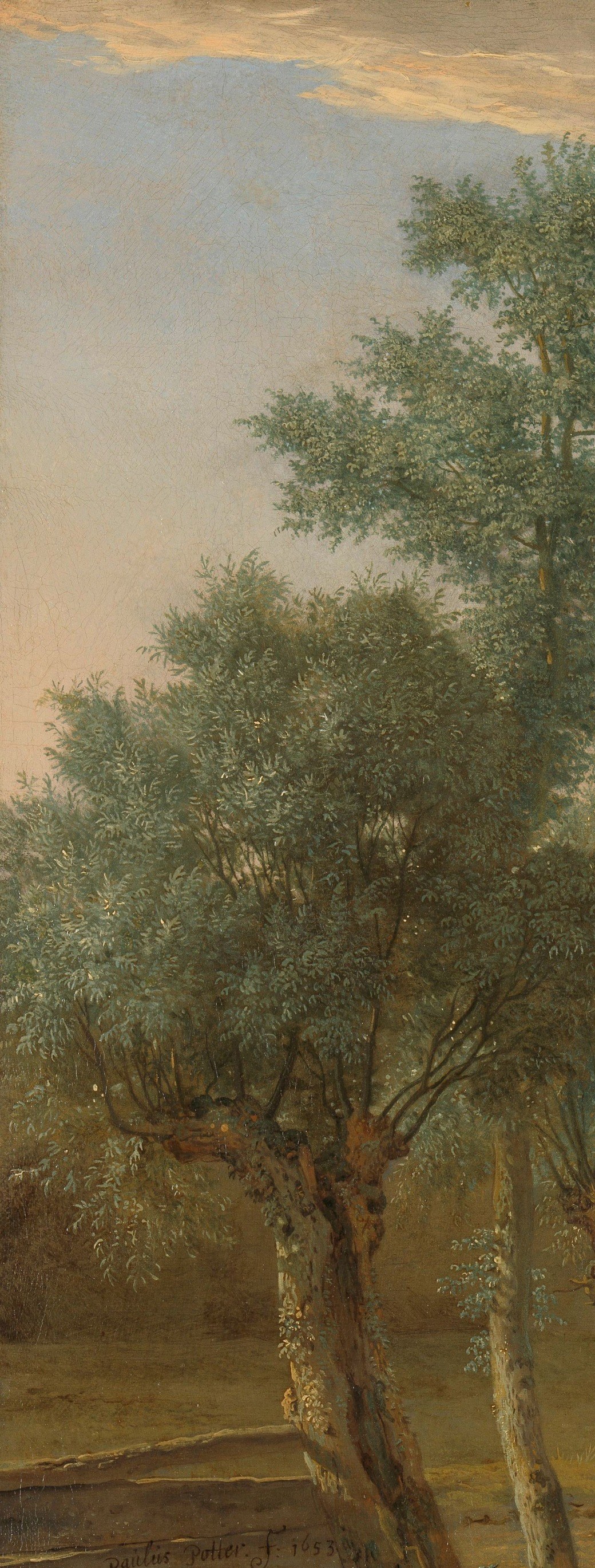 Characteristic Dutch landscape framing device; the knotted, cut-back crowns are a portrait of human management of nature , these trees are harvested, not wild.