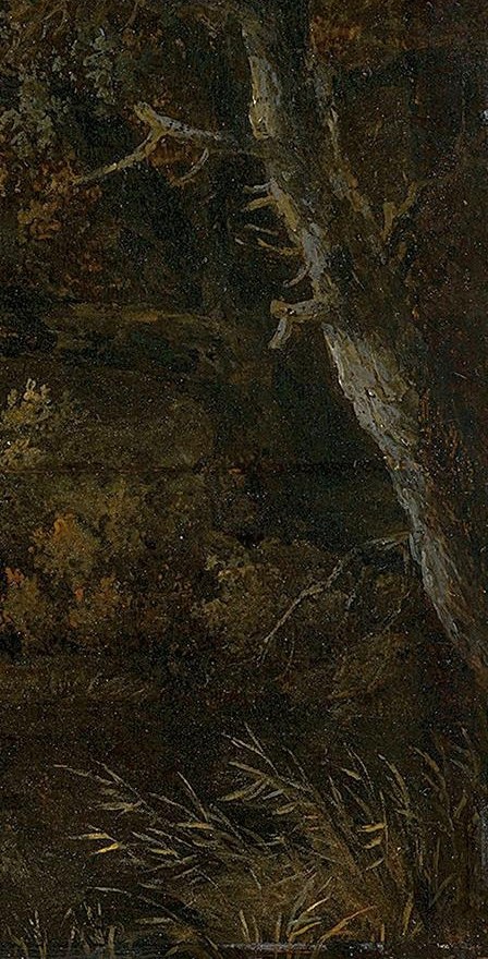 Its rough texture and dark bark suggest age and resilience, a silent sentinel of the forest.