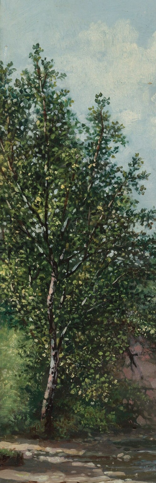 Its pale trunk cuts through dense green foliage, creating a vertical anchor that draws the eye deep into the composition