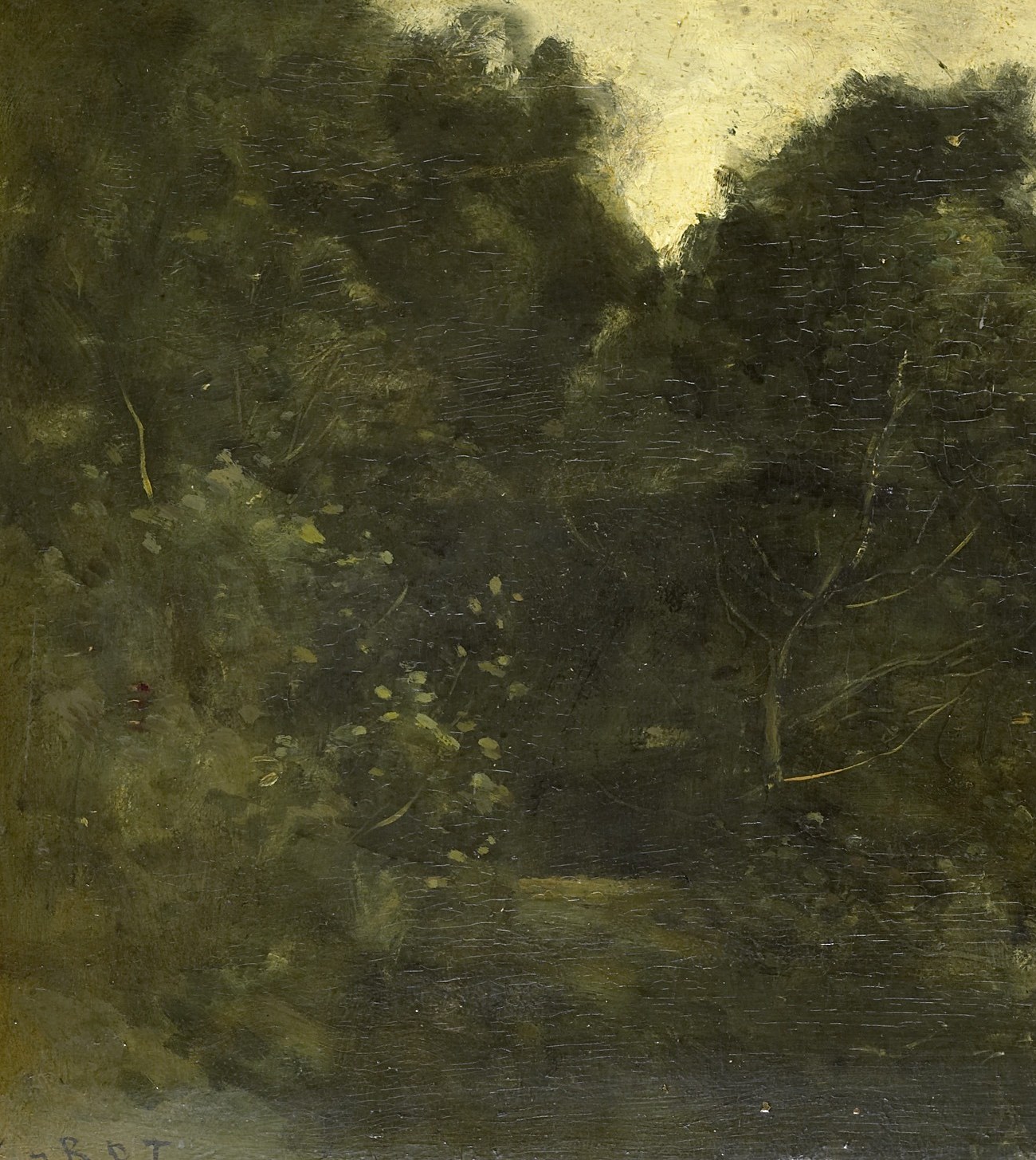 Look at the trees, dark and dense.