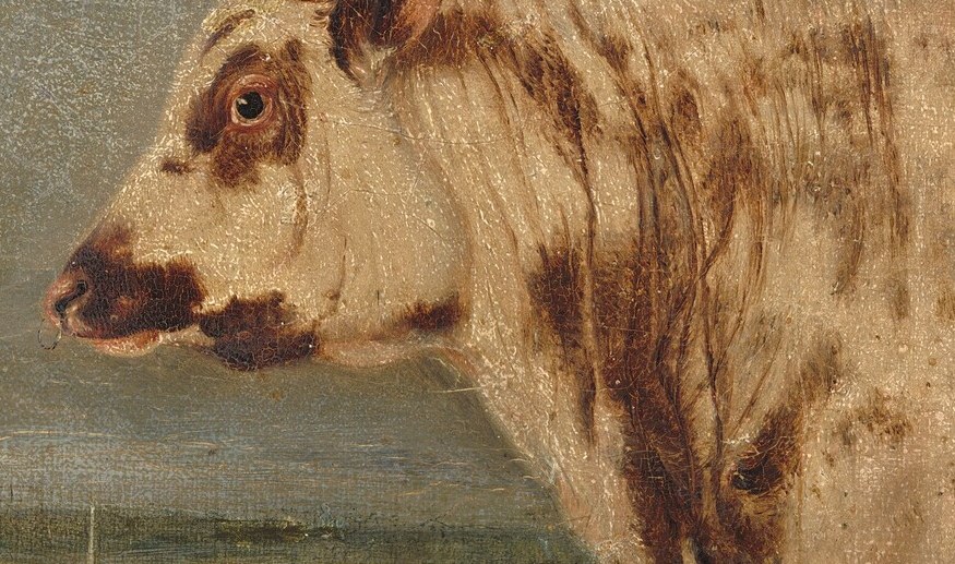 The direct gaze of the bull is captivating, suggesting a moment of awareness and connection with the viewer.