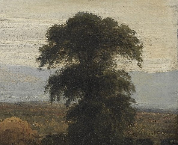 This solitary, imposing tree contrasts with the softer forms of the landscape and draws the eye.