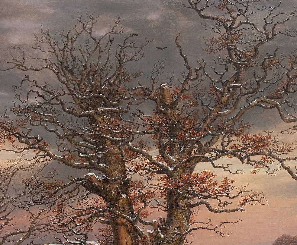 Notice how the light touches the snow-dusted branches.
