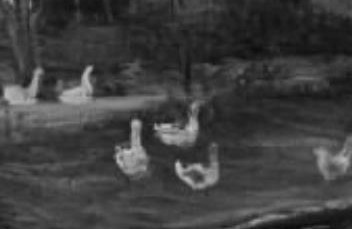 Ducks gather peacefully on the bank.