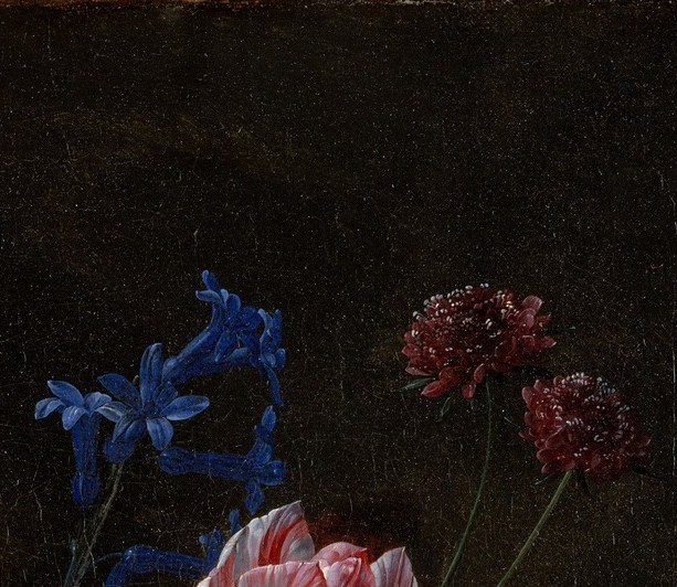 This red tulip, a luxury bloom, was incredibly costly in its day.