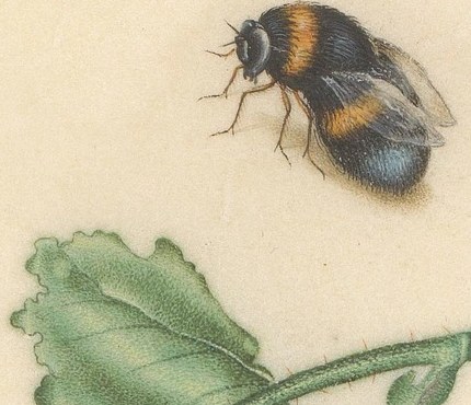 The detailed rendering of its fuzzy body and wings highlights the natural world's intricate details, symbolizing diligence and community.
