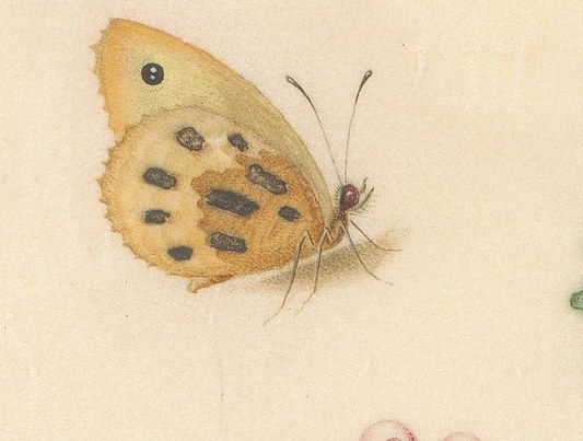 This butterfly, often seen near roses, represents the soul.