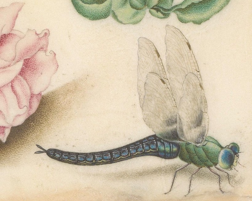 And this iridescent dragonfly, a symbol of transformation and change.