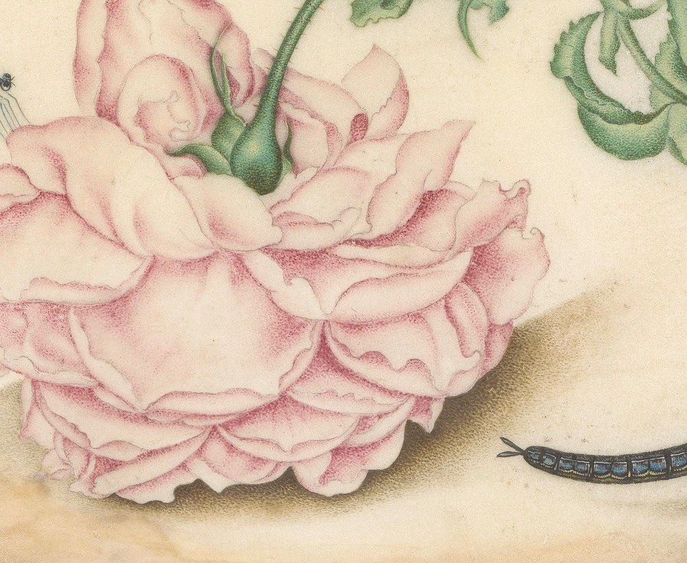 This single rose, painted in 1618, is more than a flower.