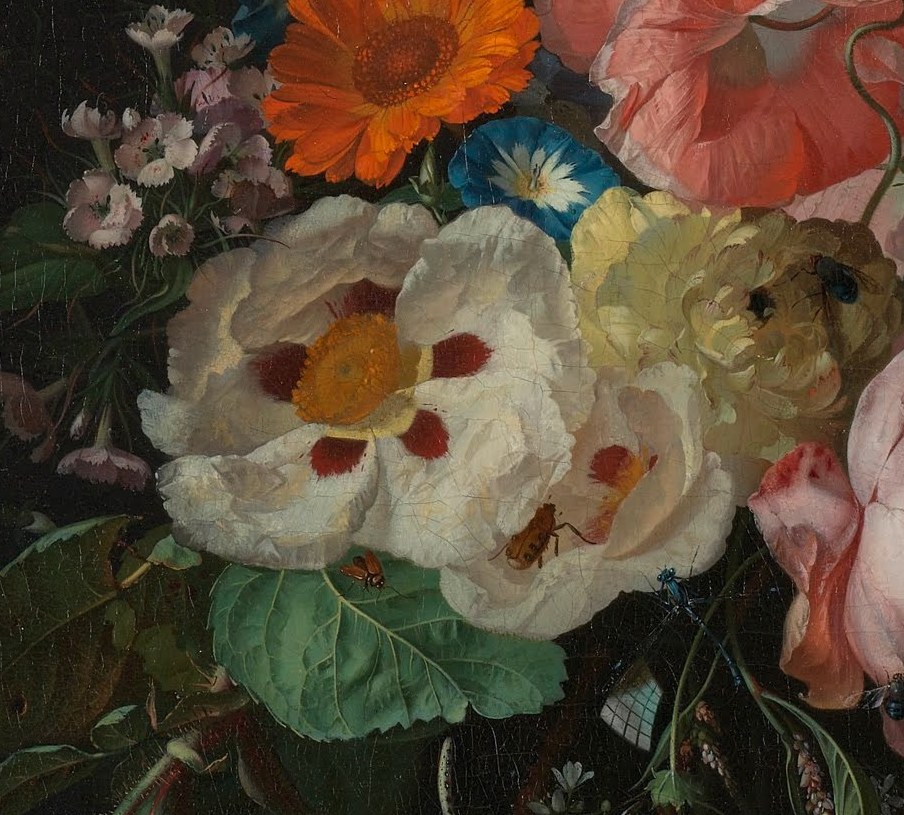 The visual anchor of the entire painting; every petal is individually modeled and shows Ruysch's command of tonal gradation from cream to cool shadow.
