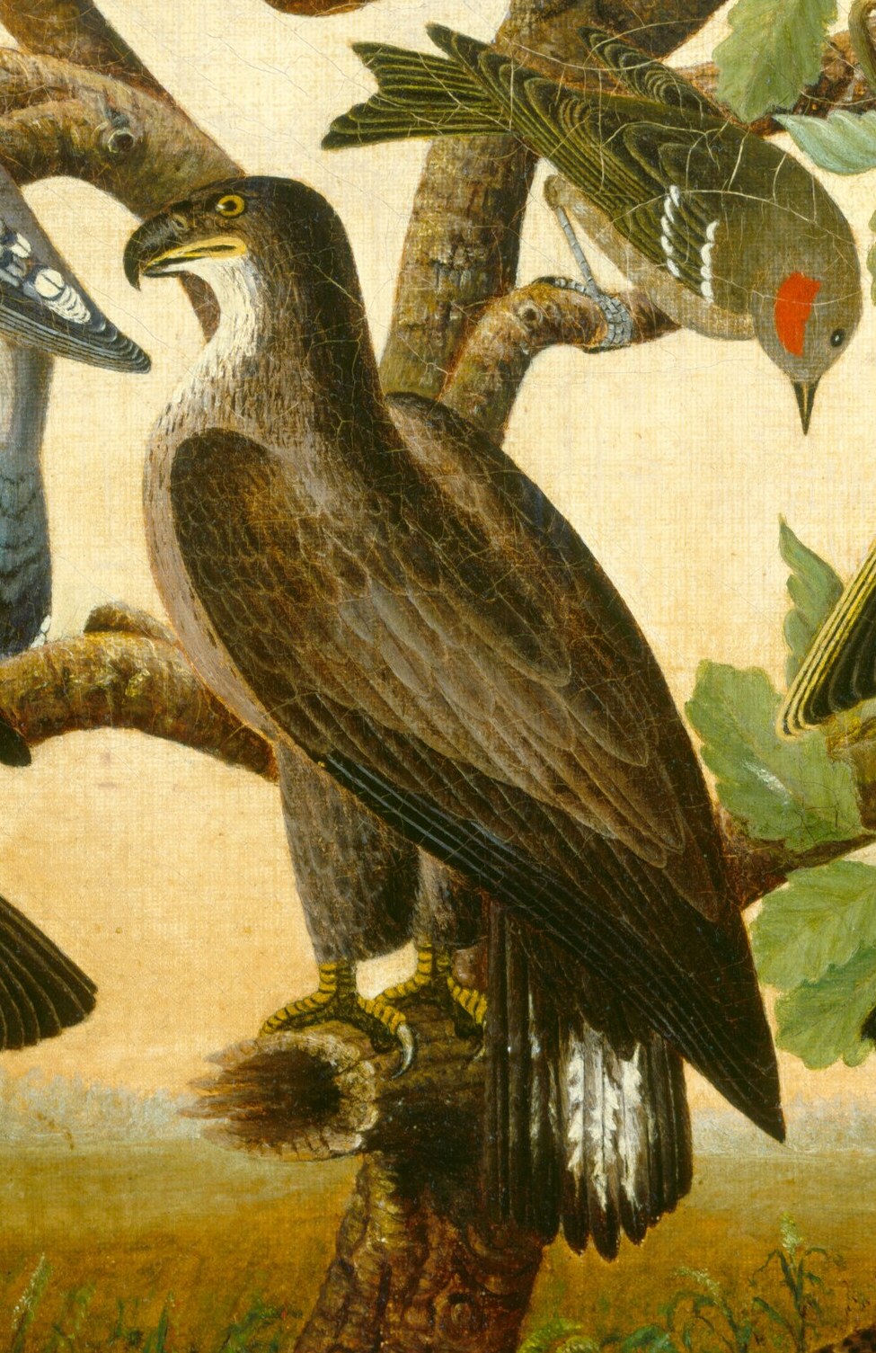 Even this eagle, right in the center, demands attention.