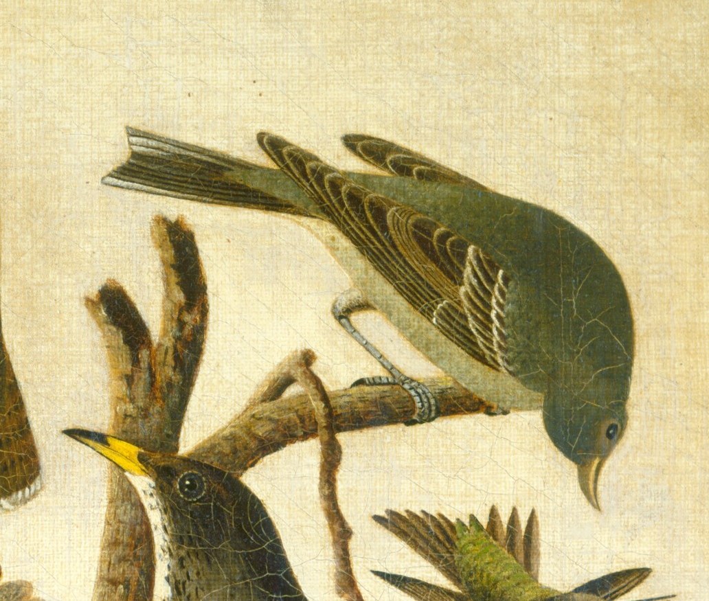 Or the hawk, perched high above the branches.