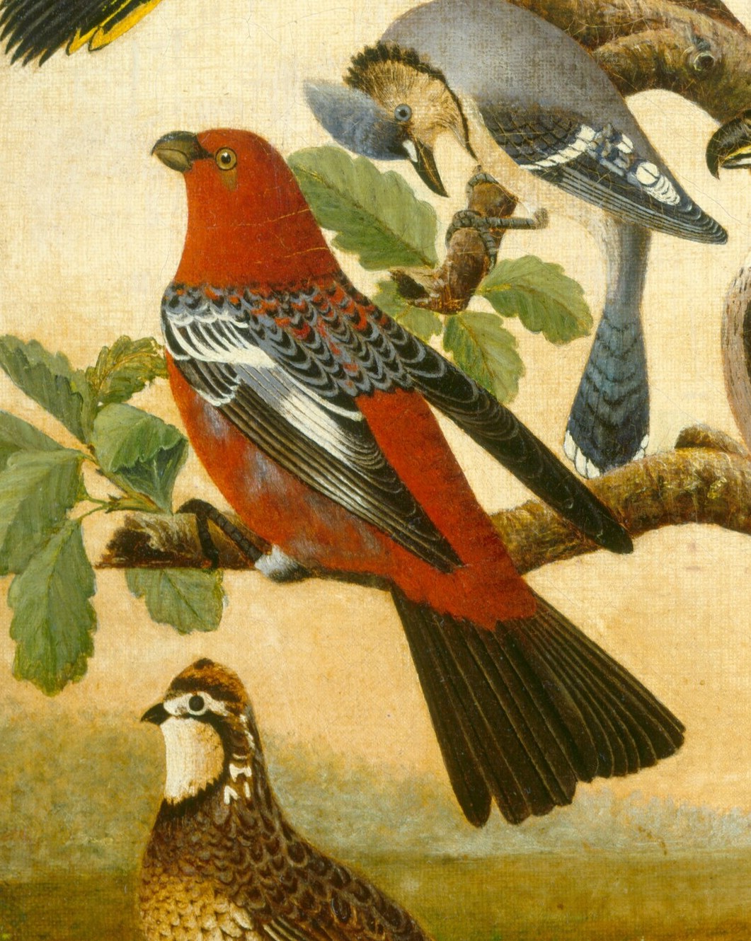 Look closely at the striking red and black bird.
