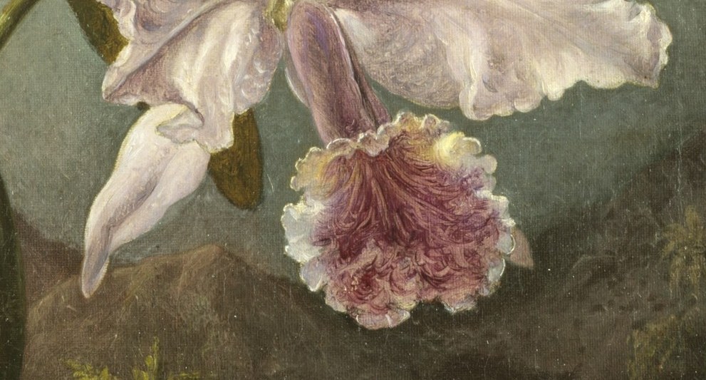 Look at this pale pink bloom.