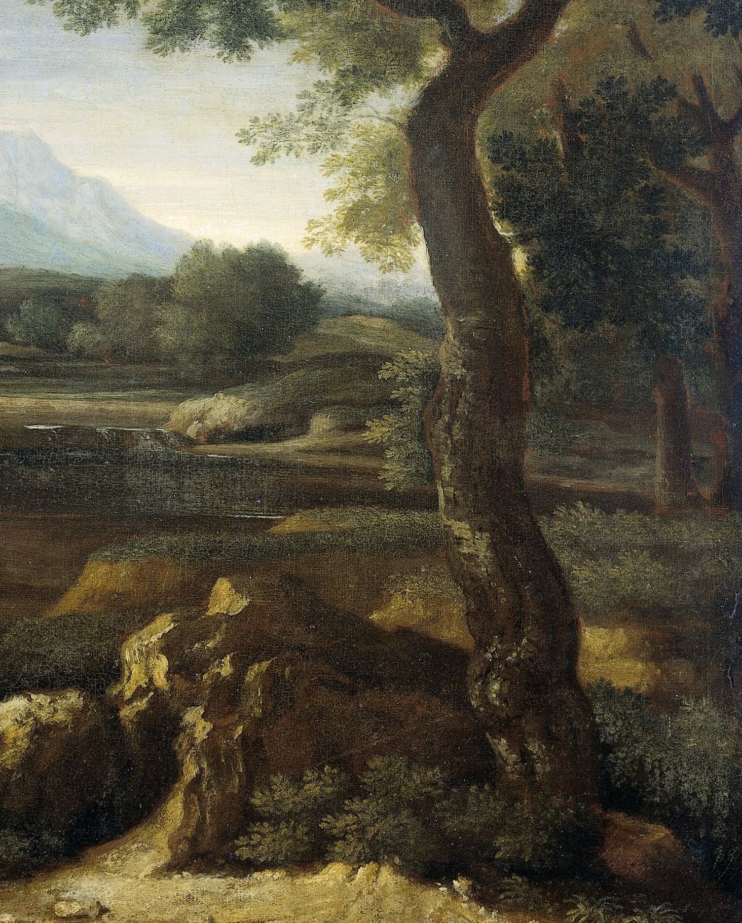 Its textured bark and sprawling branches create a sense of age and groundedness.