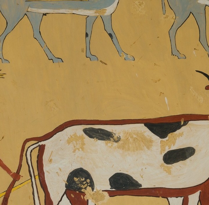 The boldly painted black spots on a white ground distinguish breed; the horns arch in a near-perfect crescent, a prestige animal worth noting for its livestock-history angle.