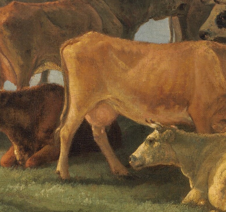 See how the morning sun catches these peaceful cows.