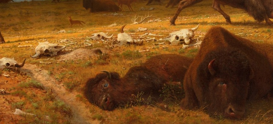 Bierstadt's clearest editorial voice , these are not fresh kills but bleached relics, compressing decades of slaughter into a single frame and foreshadowing extinction.