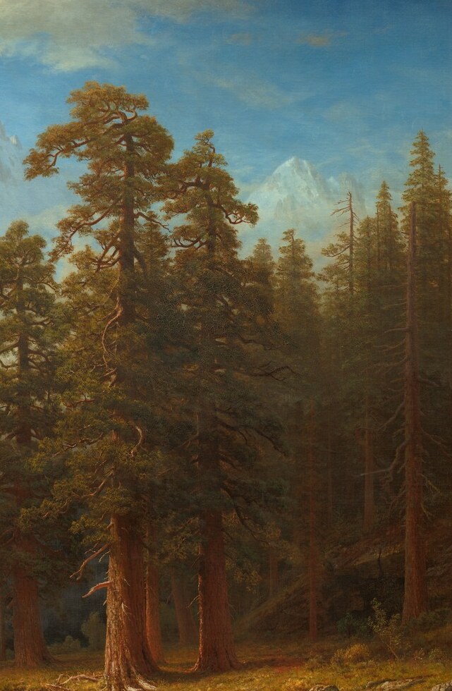 Act as 'stage wings' directing the eye inward toward the peaks; their dark silhouettes against the bright sky create depth and the classic Bierstadt coulisse framing device.
