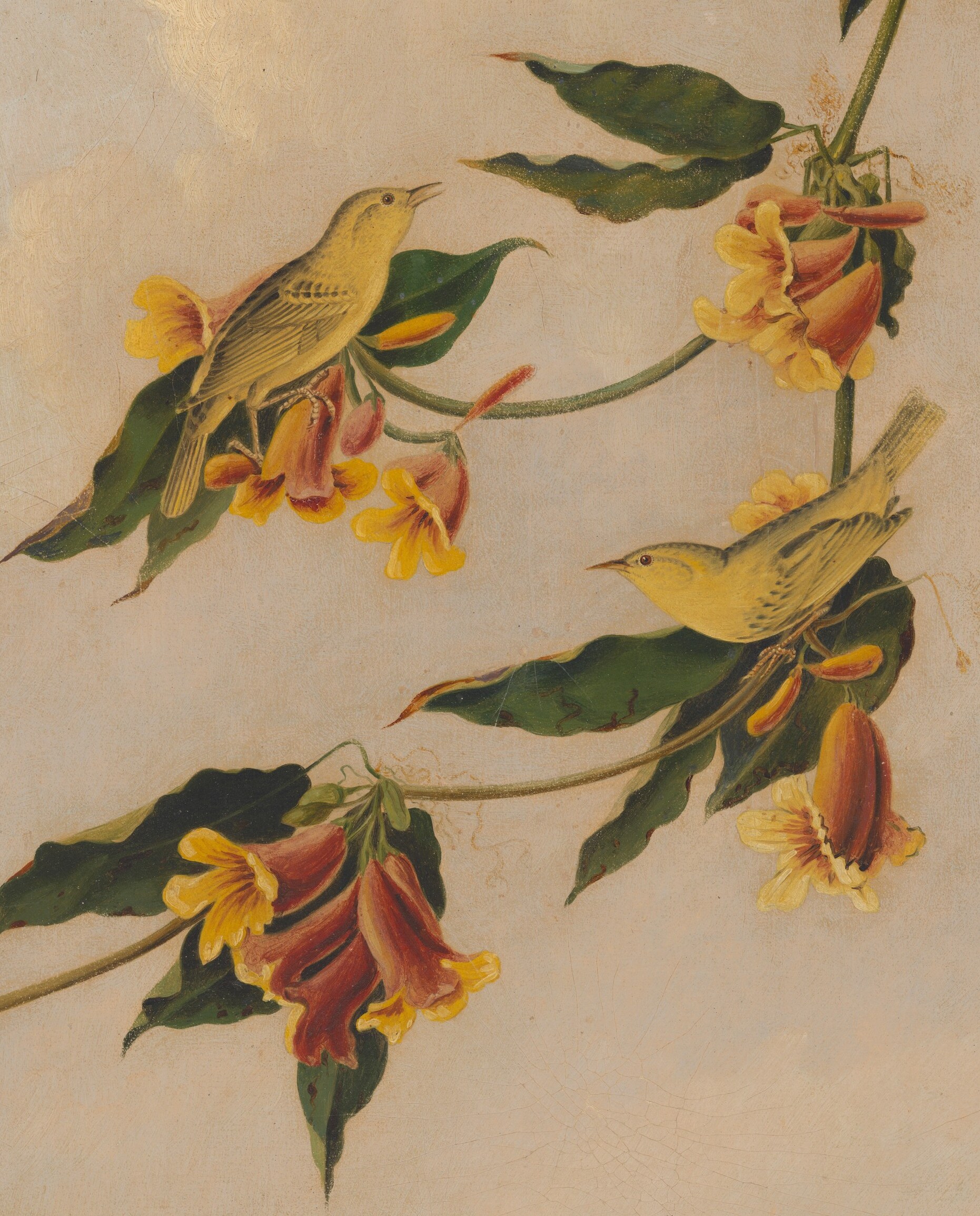 The compositional spine; its raking diagonal creates dynamism and mirrors conventions of Audubon-era bird illustration.