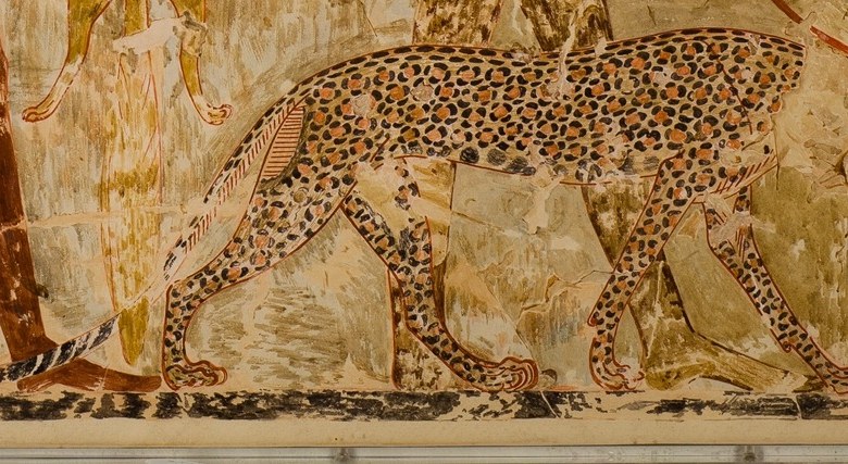 This man carries a leopard on a leash.