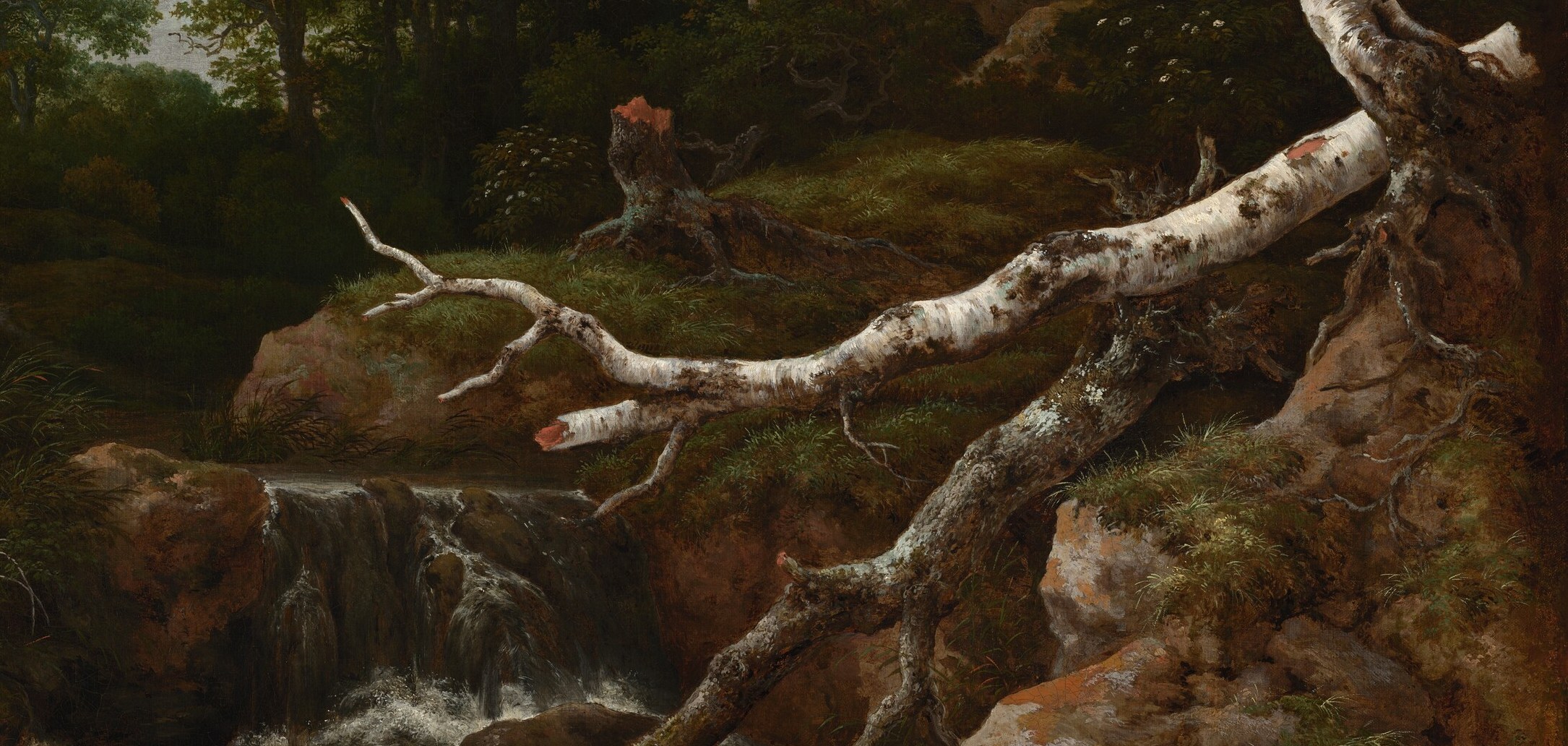 A dead trunk cuts across the living forest floor.
