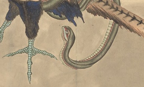 He rendered the snake's skin with tiny cross-hatched scales.
