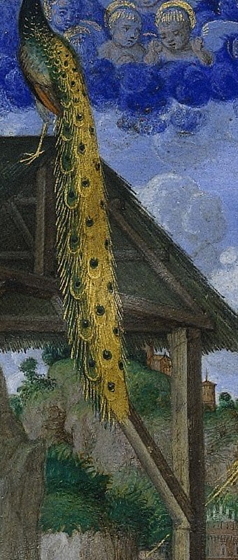 A peacock rests on the stable roof.