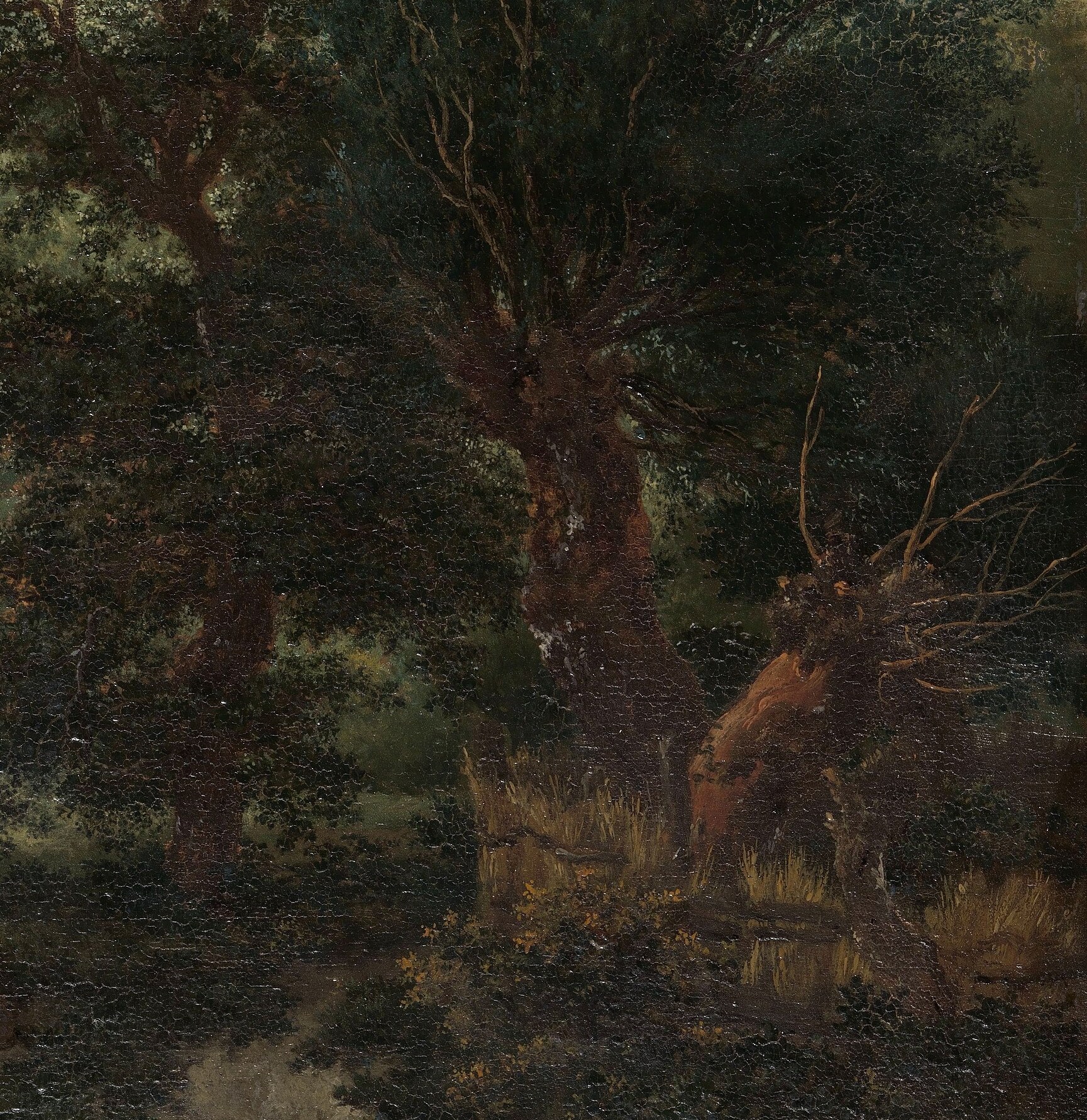 The deep shadows and intricate leaf patterns create a sense of mystery and depth.