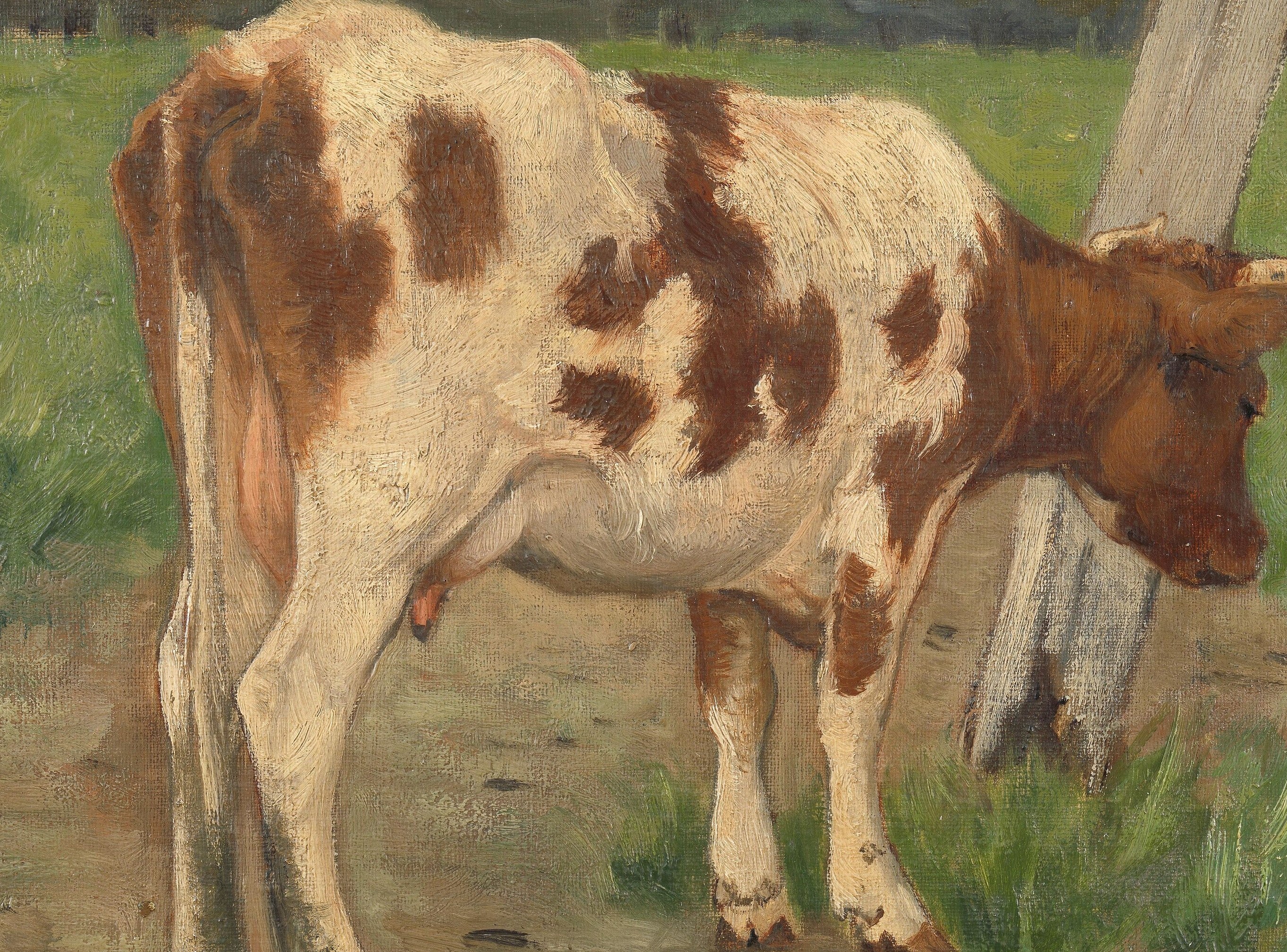 This quiet cow was a typical sight in the Netherlands.