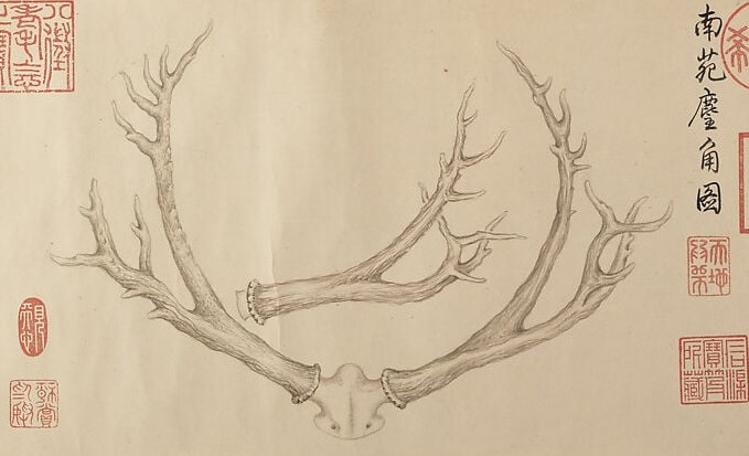 Look closely at the surface texture of the antler.