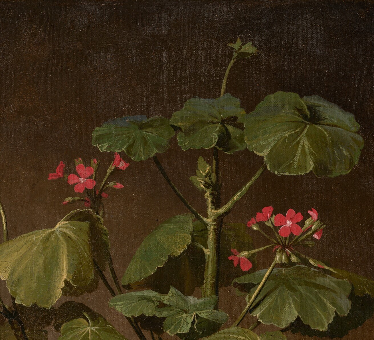 The geranium was not a prop. It was his prize specimen.