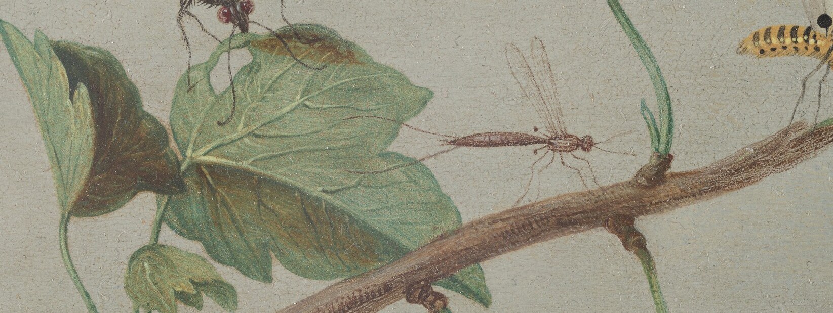 A branch, a few berries, and a whole world of insects.