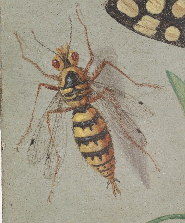 Look at the wasp. Every leg, every wing vein, accounted for.