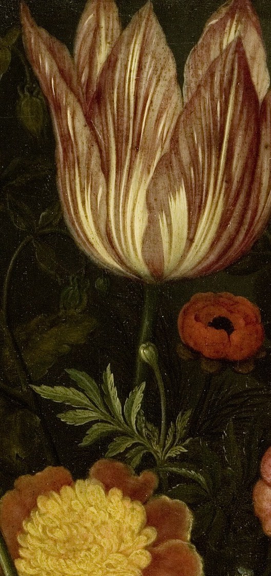 This red and white tulip was a prized variety, known as a 'broken' tulip.