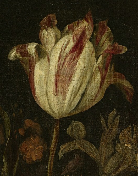 Tulips, like this red and white one, were once worth fortunes.