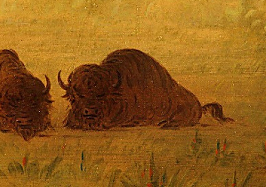 Buffalo, essential to their survival, graze nearby.