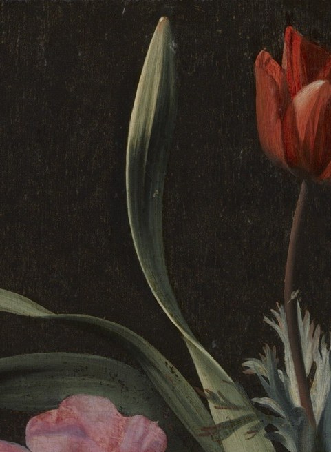 A luxury bloom , tulips were still prestige objects in 1669 Holland; its isolation against the dark background makes it almost monumental