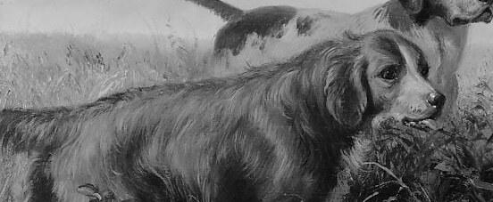 Its expression is one of focused anticipation, perhaps tracking something unseen.