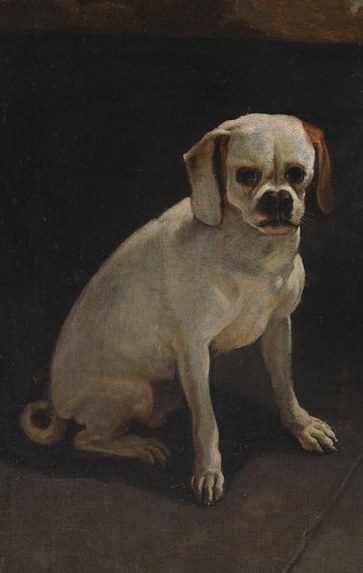 A loyal dog rests by his boots.