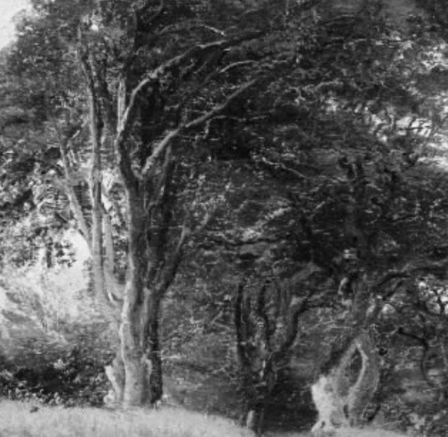 These old trees are the forest's bones.