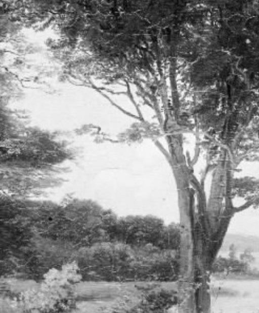 Trees stood like this over 180 years ago.