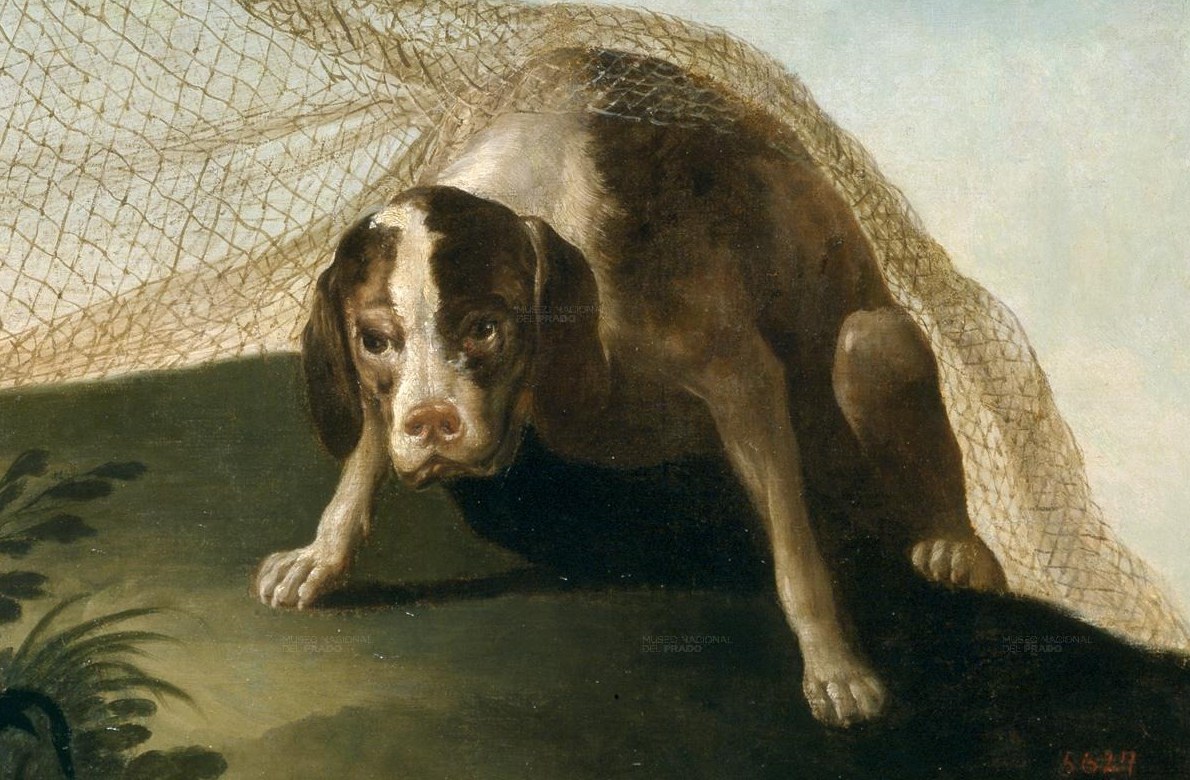 This dog watches, silent and attentive, for approaching prey.