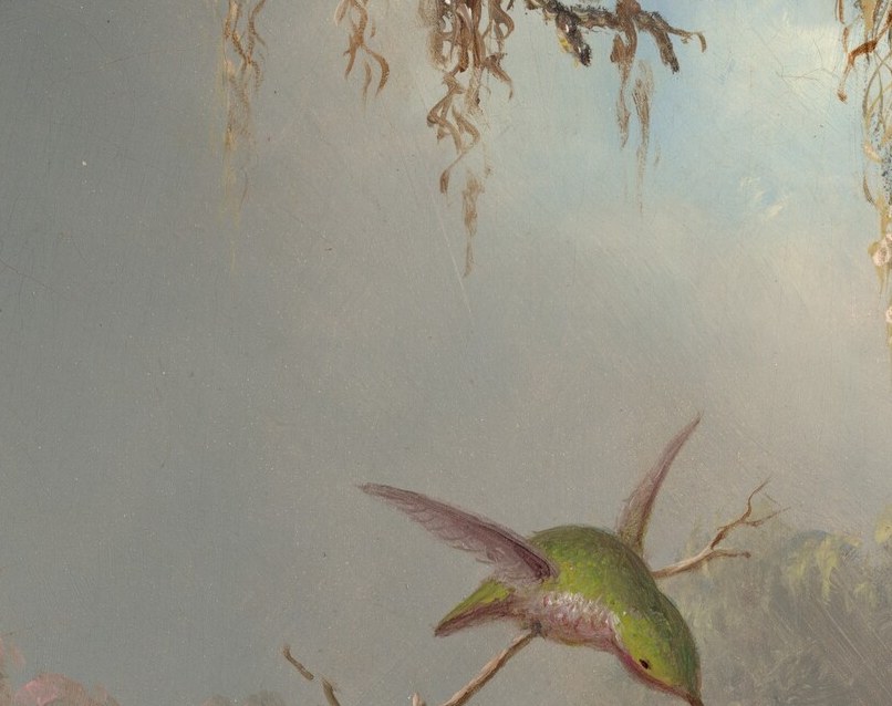 Three hummingbirds. Their wings beat 80 times a second.
