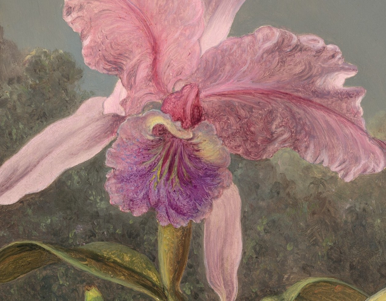 This Cattleya was shipped dead. Heade painted from a corpse.