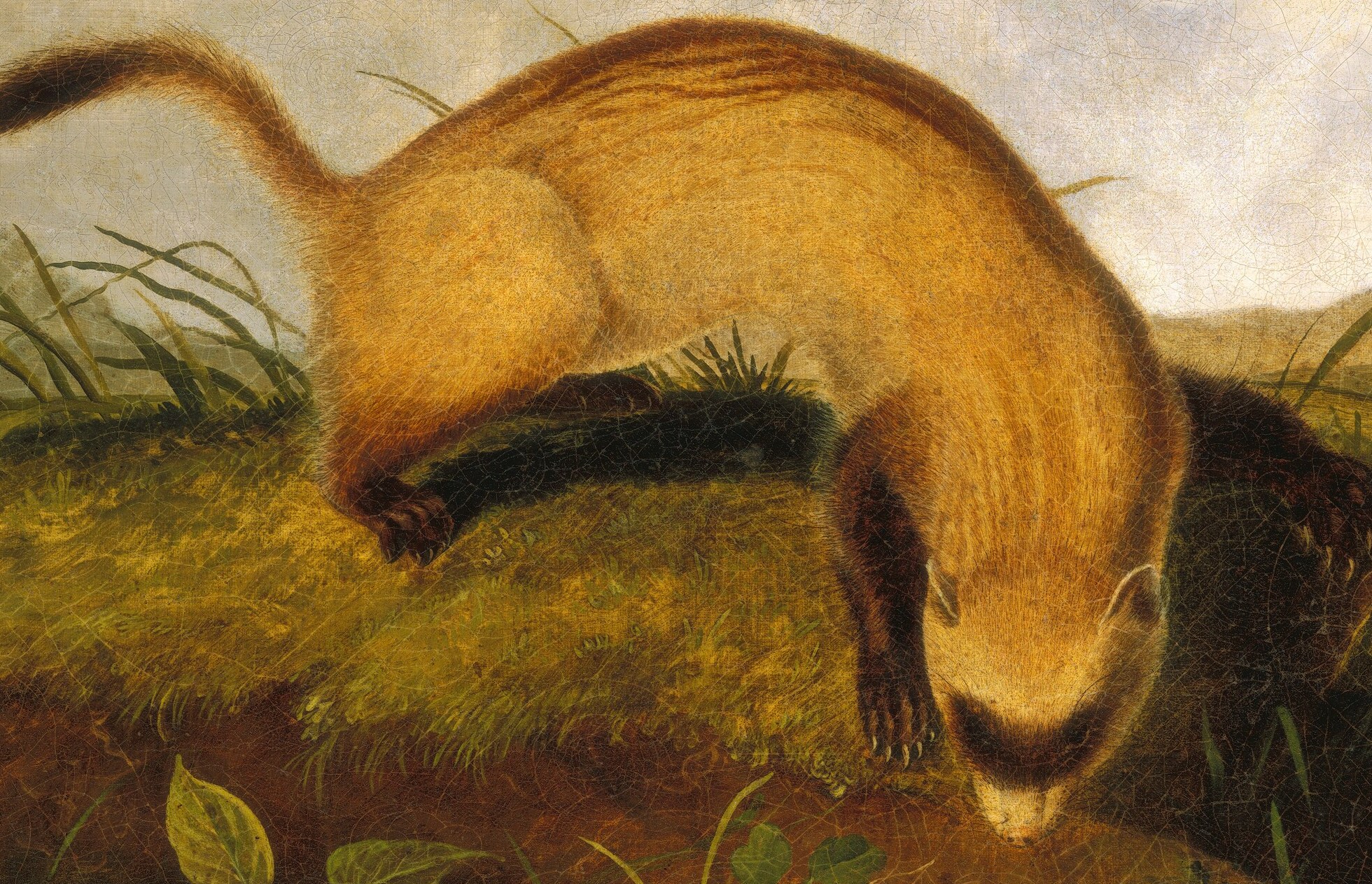 He had no way of knowing the animal would be declared extinct.