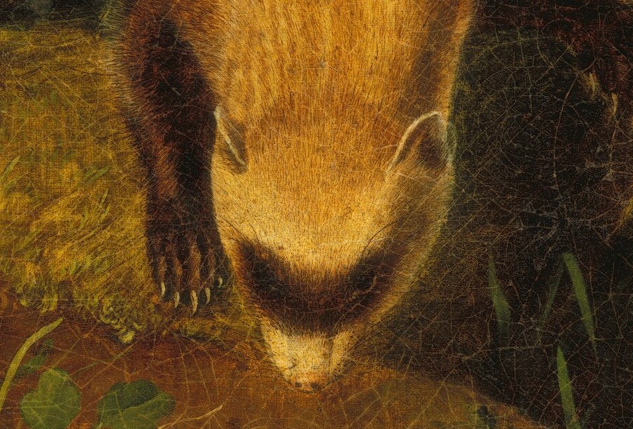 His low head and fixed gaze show a creature entirely alert.