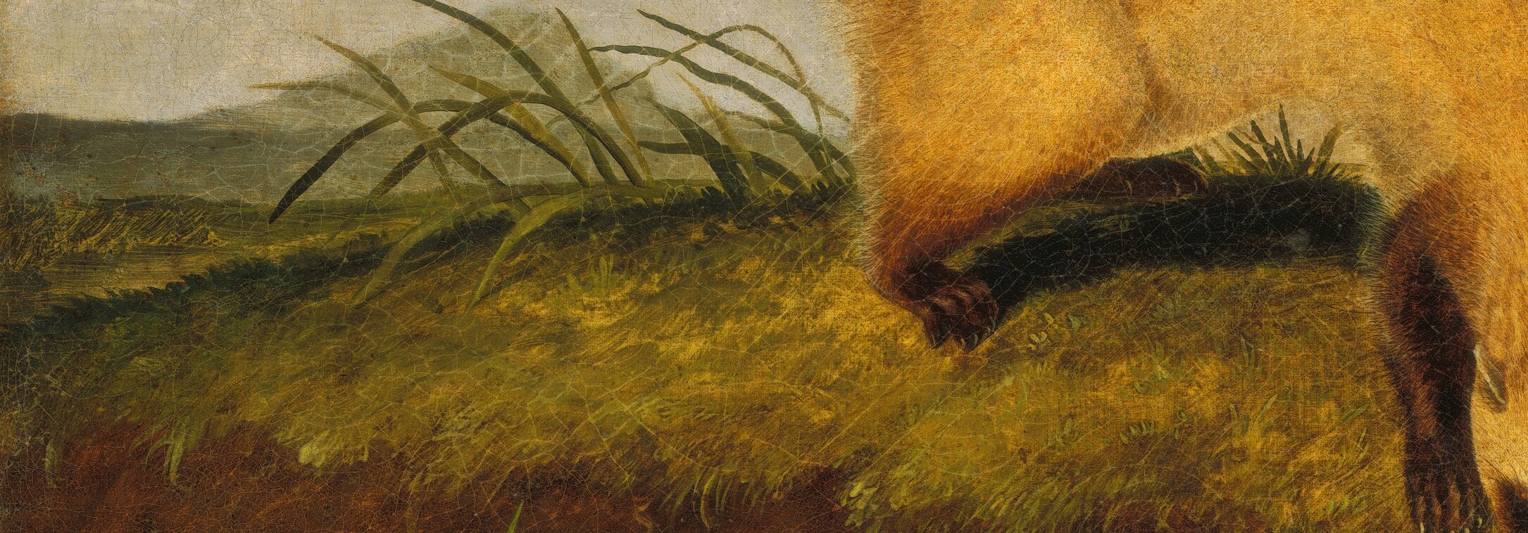 At the time, the black-footed ferret roamed the Great Plains by the thousands.