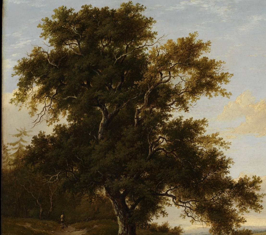Look closely at the ancient oak tree's bark.